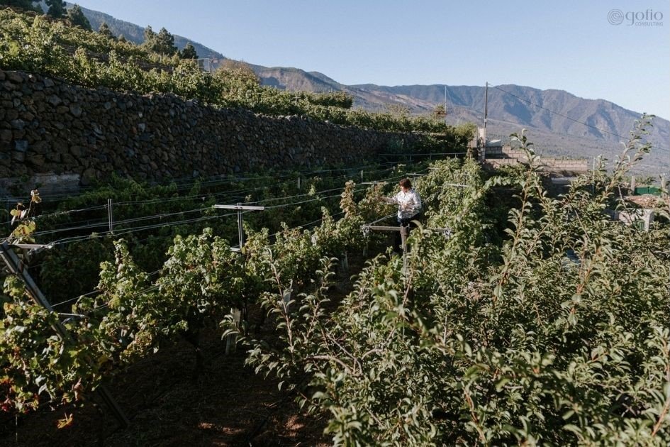 Foto: GOFIO Consulting. Todos los derechos reservados.