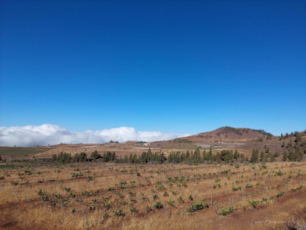 Foto: Lucía Banguera Ruiz. Todos los derechos reservados. Viñedos en Vilaflor de Chasna.